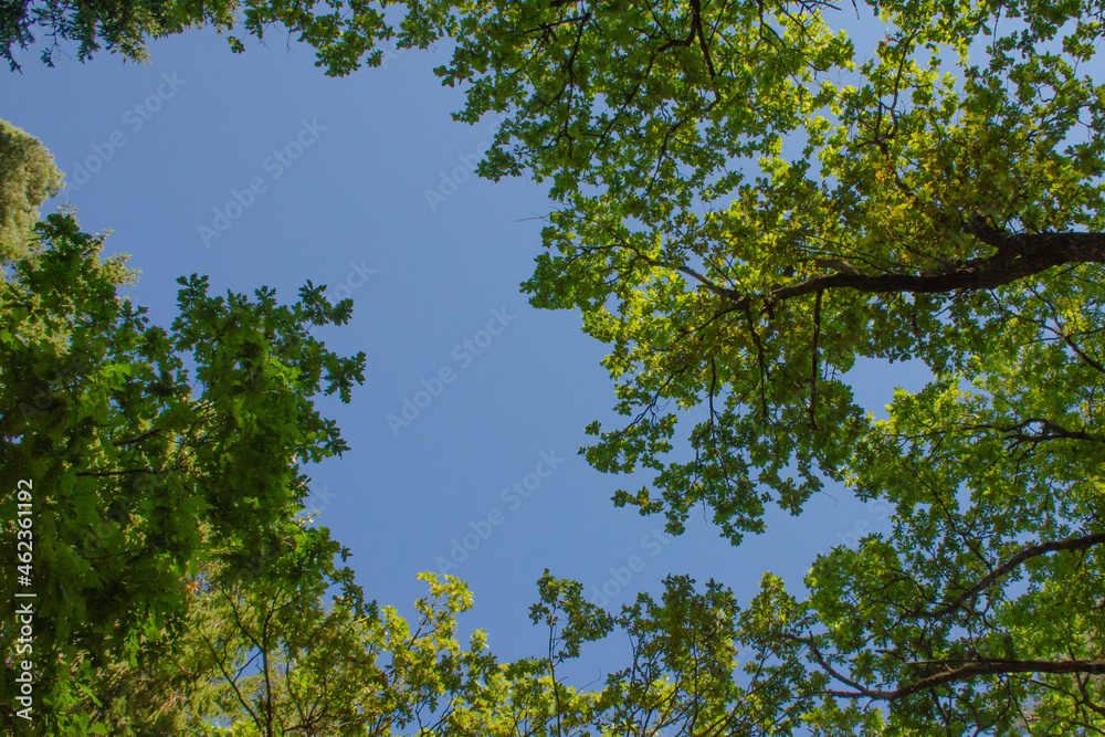 Horizontal branches with new green leaves against a clear blue sky. Horizontal branches with new green leaves against a clear blue sky.