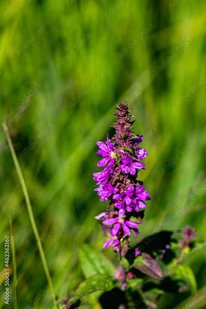 Lythrum salicaria flower growing in field Lythrum salicaria flower growing in field