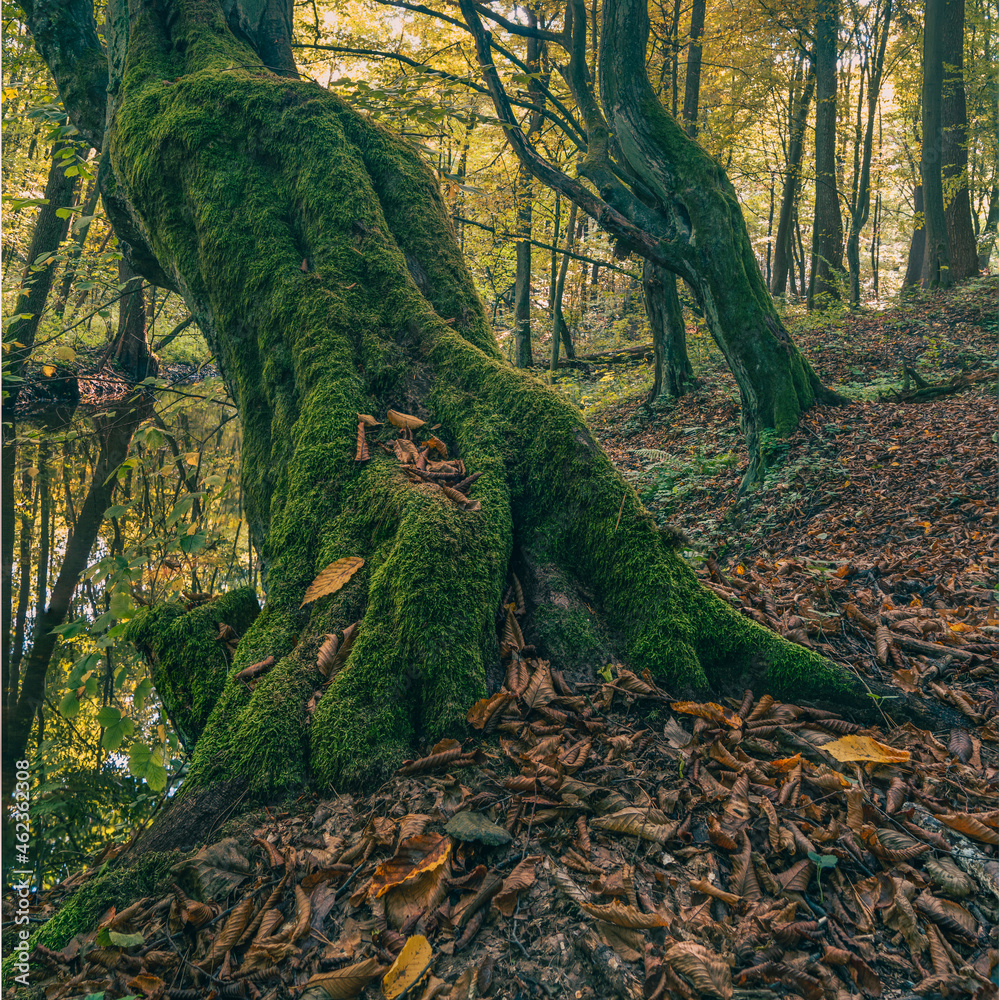 Stary las grądowy. Rezerwat Grądy nad Moszczenicą, drzewo porośnięte mchem - obrazy, fototapety, plakaty 