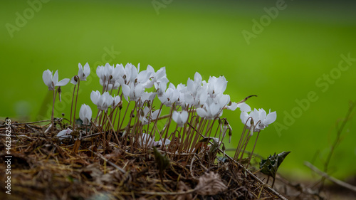 wild forest white flowers light green background 