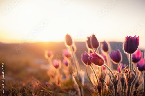 Purple wild crocus flavus flower or pulsatilla or pasque flower growing at sunset outdoors. Early sign of spring. © YURII Seleznov