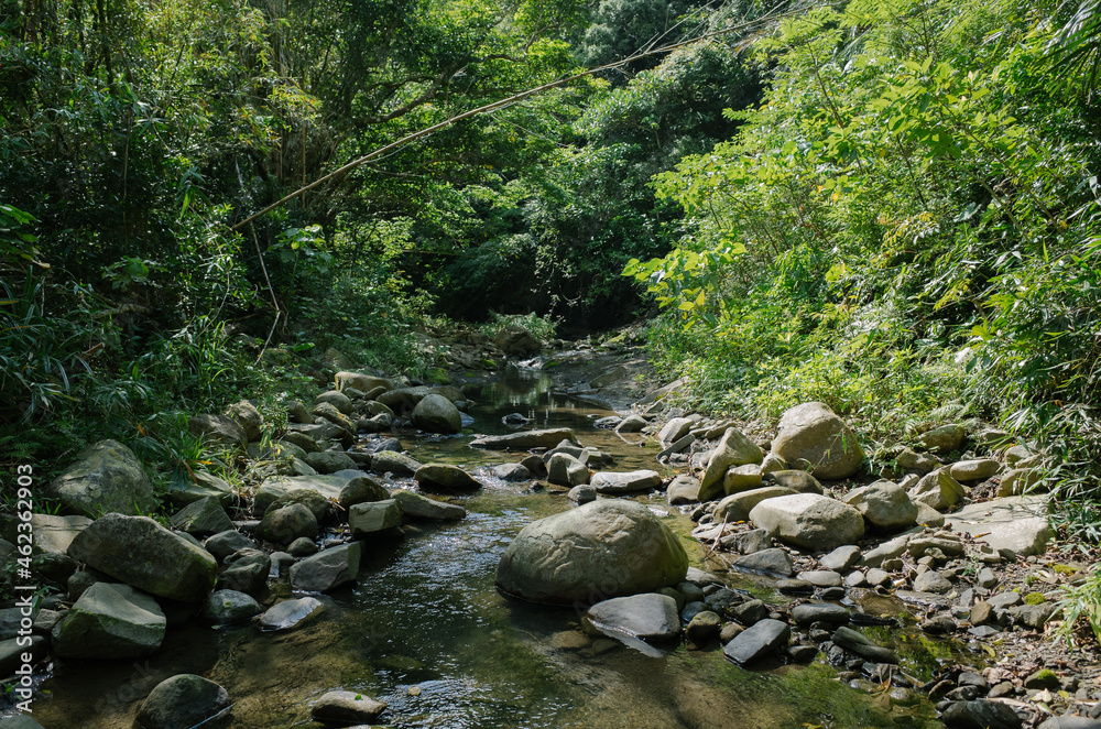 tropical forest in Nanjenshan Forest Dynamics Plot in Taiwan tropical forest in Nanjenshan Forest Dynamics Plot in Taiwan