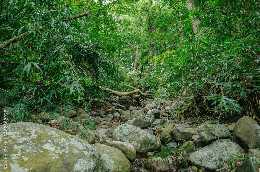 tropical forest in Nanjenshan Forest Dynamics Plot in Taiwan tropical forest in Nanjenshan Forest Dynamics Plot in Taiwan