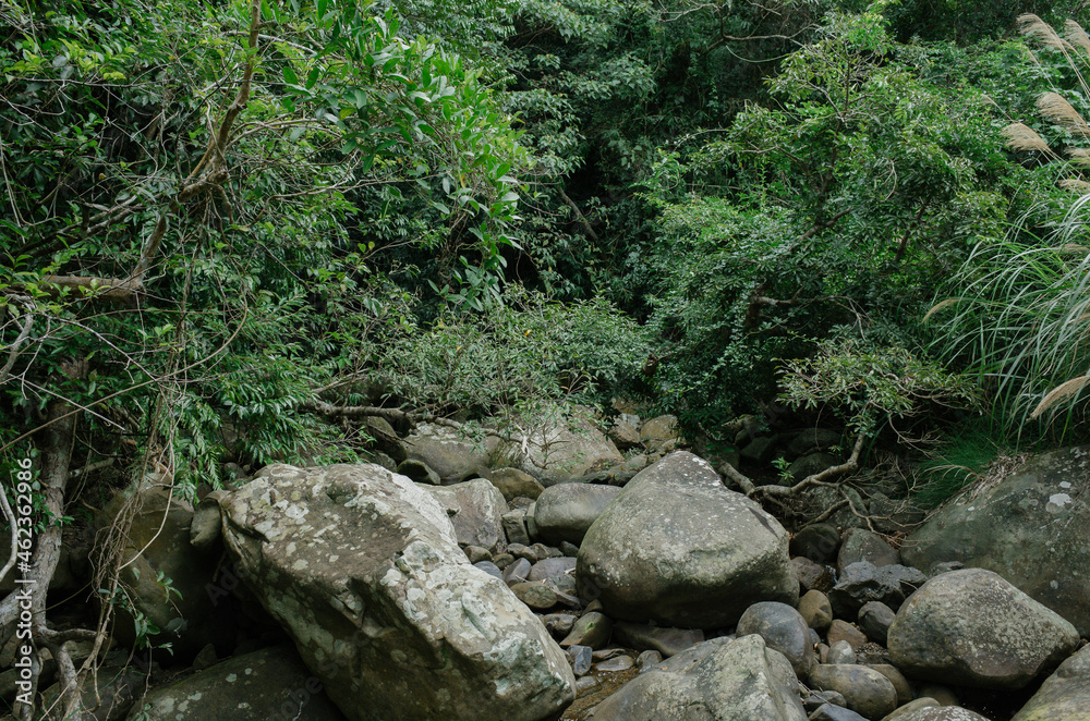 tropical forest in Nanjenshan Forest Dynamics Plot in Taiwan tropical forest in Nanjenshan Forest Dynamics Plot in Taiwan