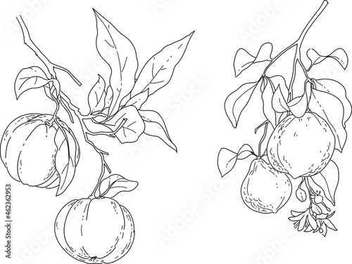 Black and white hand drawn illustration of citrus aurantium and bergamia