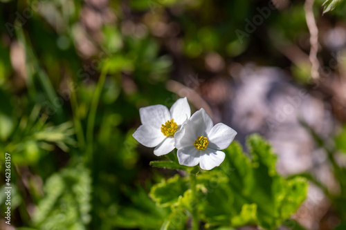 Anemonastrum narcissiflorum flower growing in mountains, close up photo