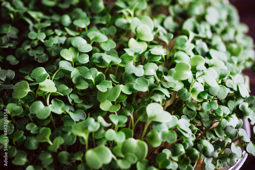 Germinated Microgreens close-up. Antioxidant. Plant Background Germinated Microgreens close-up. Antioxidant. Plant Background