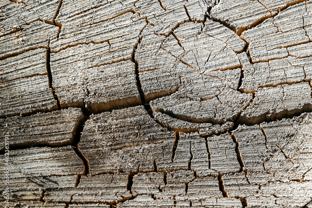 Fototapeta premium texture of an old tree cut