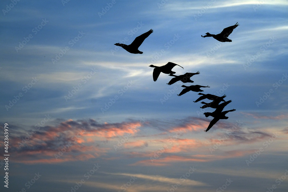 Wild geese in flight in evening light.