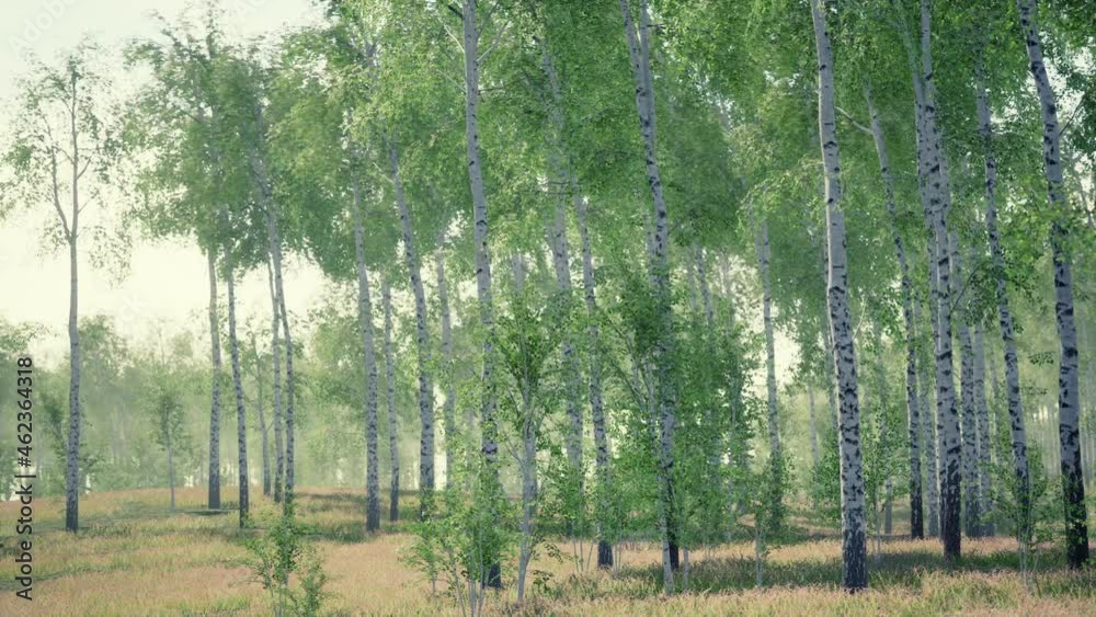 birch forest in sunlight in the morning