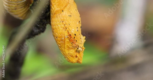 Eyelash Viper, Bothriechis schlegelii, Bocaraca, yellow color, oropel, closeup. photo