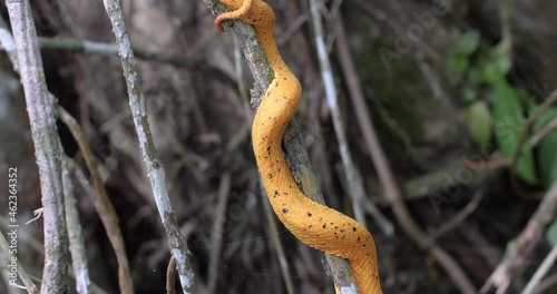 Eyelash Viper, Bothriechis schlegelii, Bocaraca, yellow color, female oropel. reveal shot photo