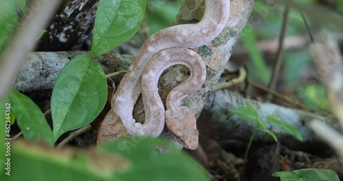 Eyelash Viper, Bothriechis schlegelii, Bocaraca, color gray- brownish, cinematic zoom photo