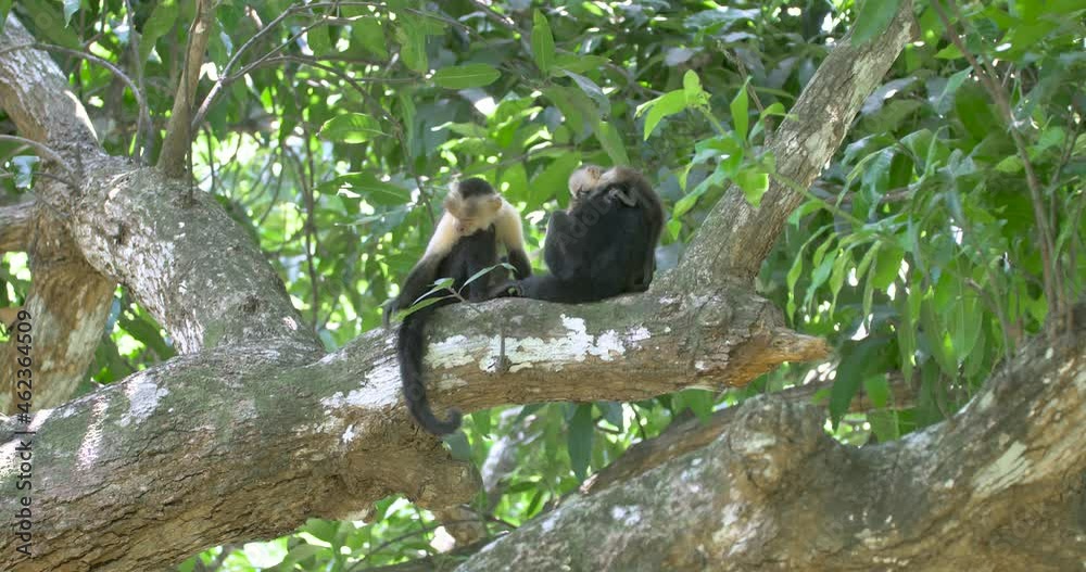 Capuchin monkeys, white faced monkeys with a baby grooming in a tree, cebus capucinus, wide angle shot Capuchin monkeys, white faced monkeys with a baby grooming in a tree, cebus capucinus, wide angle shot