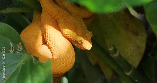 Eyelash Viper, Bothriechis schlegelii, Bocaraca, oropel, with a ant crossing over his eye photo