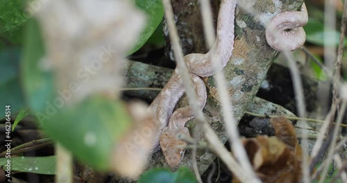 Eyelash Viper, Bothriechis schlegelii, Bocaraca, color gray- brownish, second angle photo