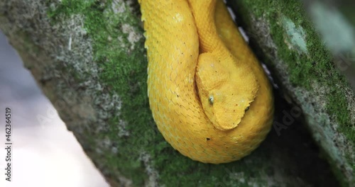 Eyelash Viper, Bothriechis schlegelii, Bocaraca, yellow color, male oropel. photo