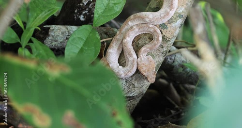 Eyelash Viper hunting, Bothriechis schlegelii, Bocaraca, color gray- brownish photo
