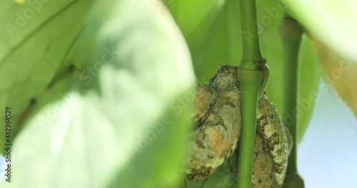 Eyelash Viper, Bothriechis schlegelii, Bocaraca, green color photo