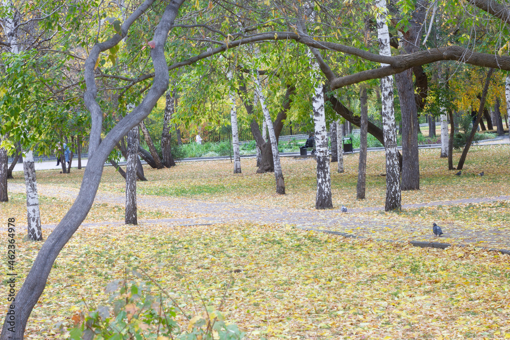 Naklejka premium vineyard in spring