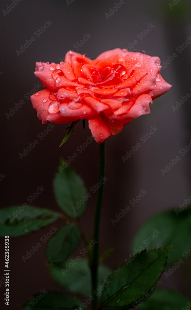 A rose with raindrops on its petals. close up Small rose named Damask rose, color old rose, showing petals and layers of flowers, natural light, outdoor