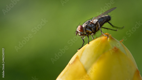 Close up or Macro flies are climbing on a part of the flower bud. The red-eyed fly has full body hair.
