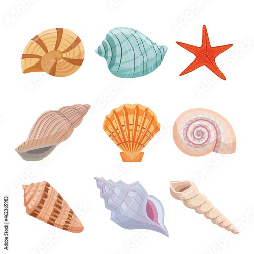 Colorful sea shells set. Starfish and spiral oyster with fancy tracery decoration of interior and fashionable aquarium bright shells of mollusks from ocean floor. Cartoon exotic vector.