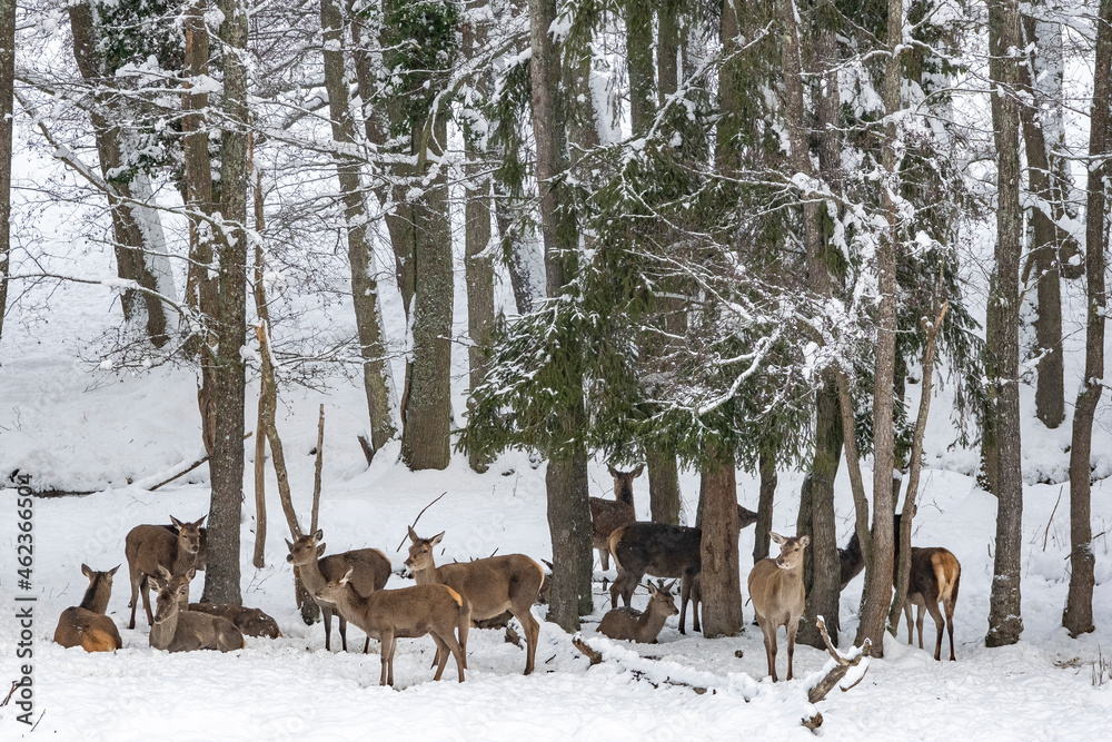 Troupeau dans la forêt Troupeau dans la forêt