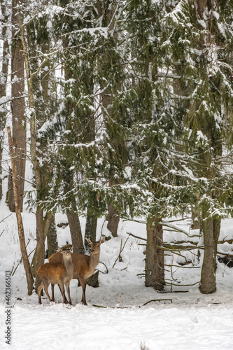 Biche et jeune cerf dans la forêt
