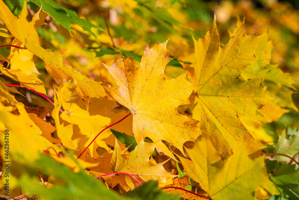 Golden yellow maple autumn tree branches background.Golden maple tree branches Golden yellow maple autumn tree branches background.Golden maple tree branches