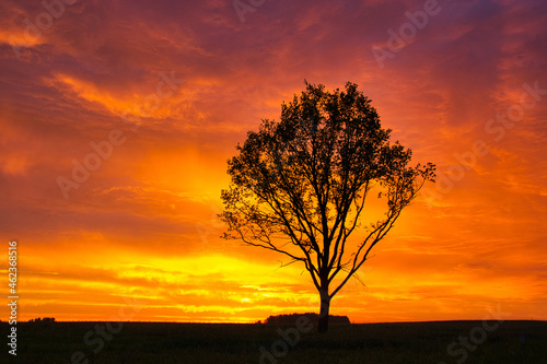 lonely tree stormy red sky at sunset