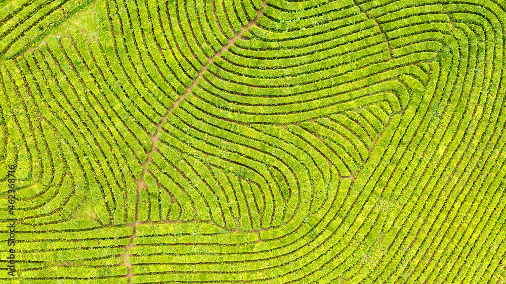 Aerial view shot from drone of green tea plantation, Top view aerial photo from flying drone of a tea plantation