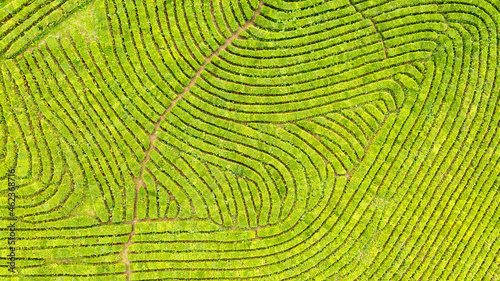 Aerial view shot from drone of green tea plantation  Top view aerial photo from flying drone of a tea plantation