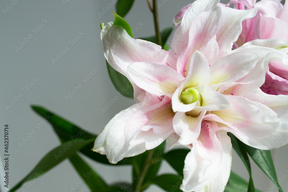 Pink garden lily close-up. Lily flower with blurred focus Pink garden lily close-up. Lily flower with blurred focus