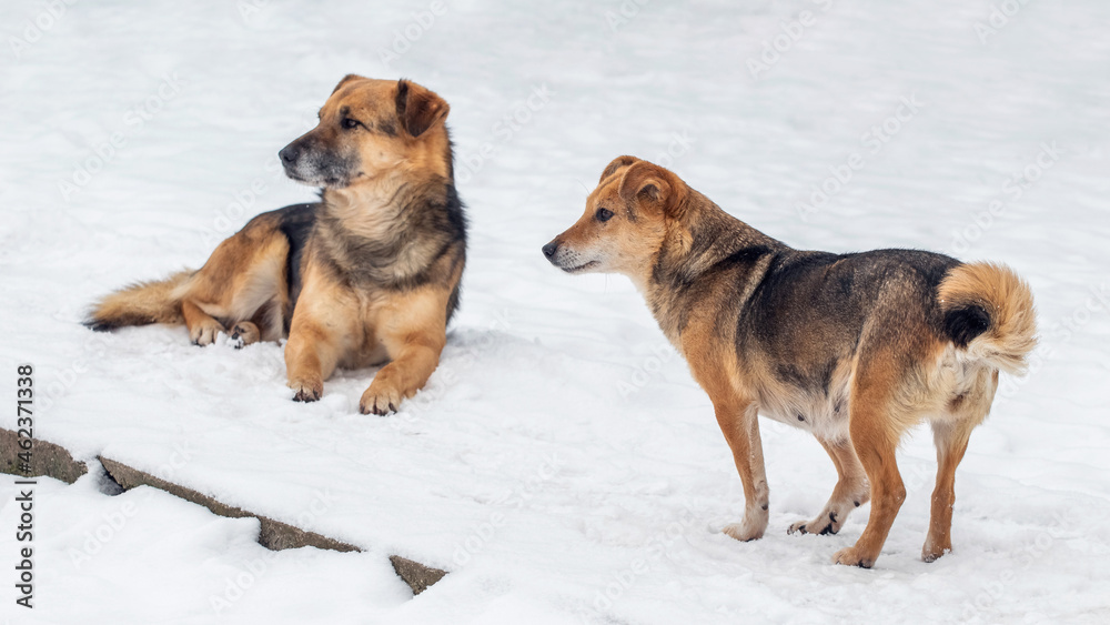 Two brown dogs in the winter in the snow Two brown dogs in the winter in the snow