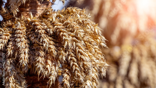 Sheaf of wheat with ripe ears in sunlight