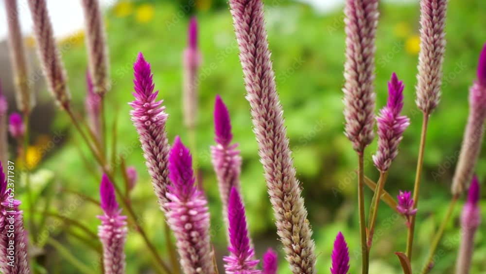 Celosia flower with a natural background Celosia flower with a natural background