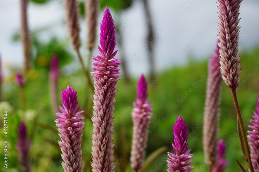 Celosia flower with a natural background Celosia flower with a natural background