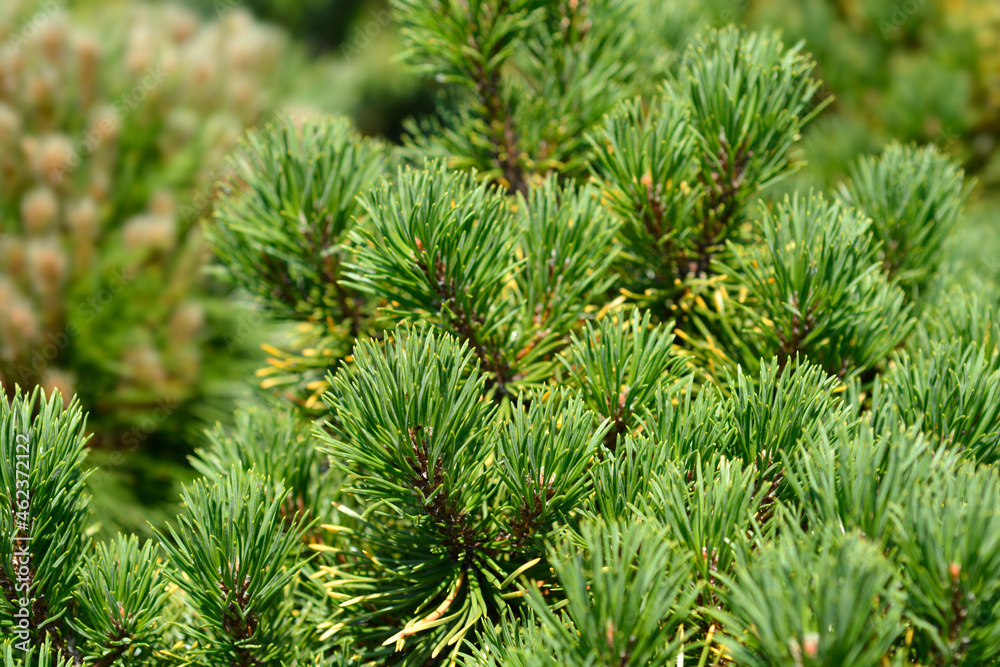 Dwarf mountain pine Carstens Wintergold Dwarf mountain pine Carstens Wintergold