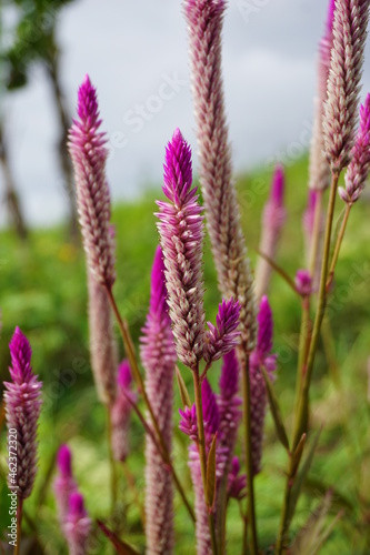 Celosia flower with a natural background