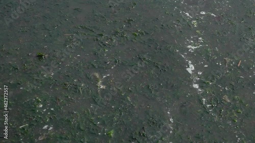Close up view of sea snot, saliva or marine mucilage. An organic substance that may suffocate marine life and cause water pollution. Shore located at Adriatic Sea.