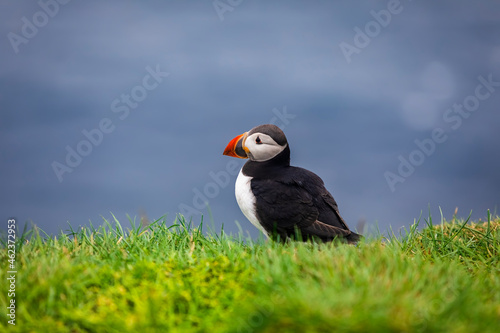 Atlantic Puffins bird or common Puffin in grass. Mykines, Faroe Islands.