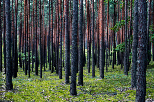 forest las drzewa dzika natura krajobraz natura wild 森林 autumn landscape scenery pine tree