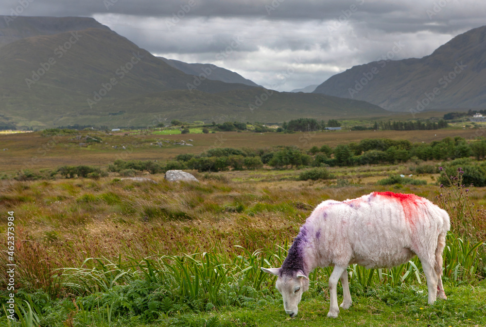 Connemara Ireland. Moutains and valley. Grazing sheep.