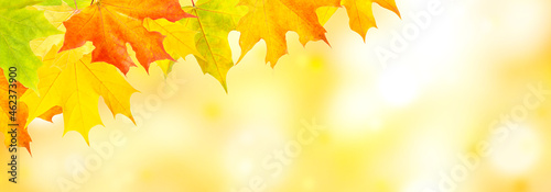 Autumn natural background with yellow and red maple leaves