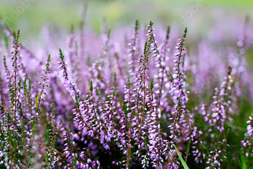 wrzos wrzosy jesień autumn heather ling flora kwiaty fiolet Violet meadow 