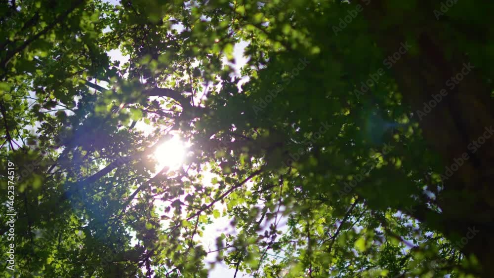 Sunlight behind the trees in 4K Slow motion 60fps Sunlight behind the trees in 4K Slow motion 60fps