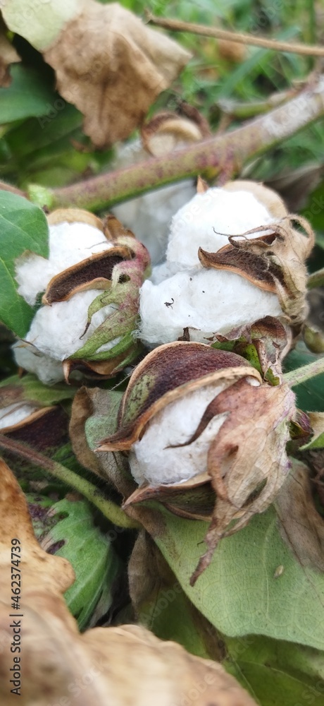 Cotton plant closeup snap