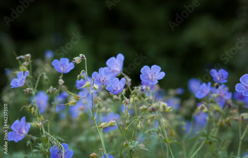 Little blue flowers in the field.