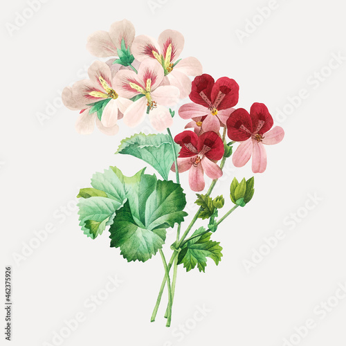 Cranesbill flower vector, remixed from artworks by Pierre-Joseph Redouté